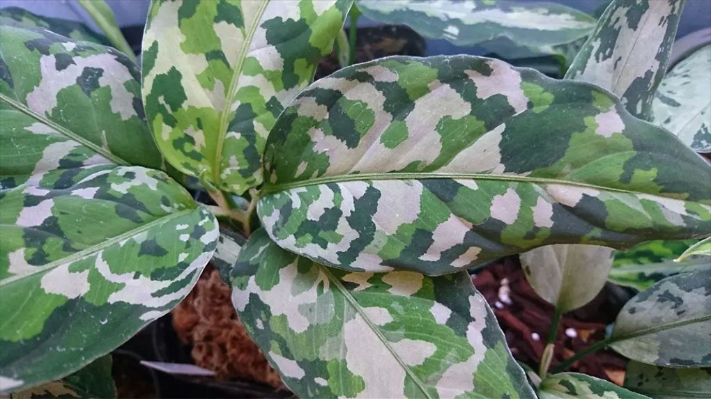 アグラオネマ・ピクタム・トリカラー(Aglaonema pictum tricolor 