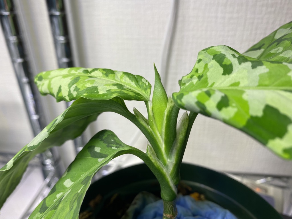 アグラオネマ ピクタム アンダマン 潜伏芽 子株 - 植物/観葉植物